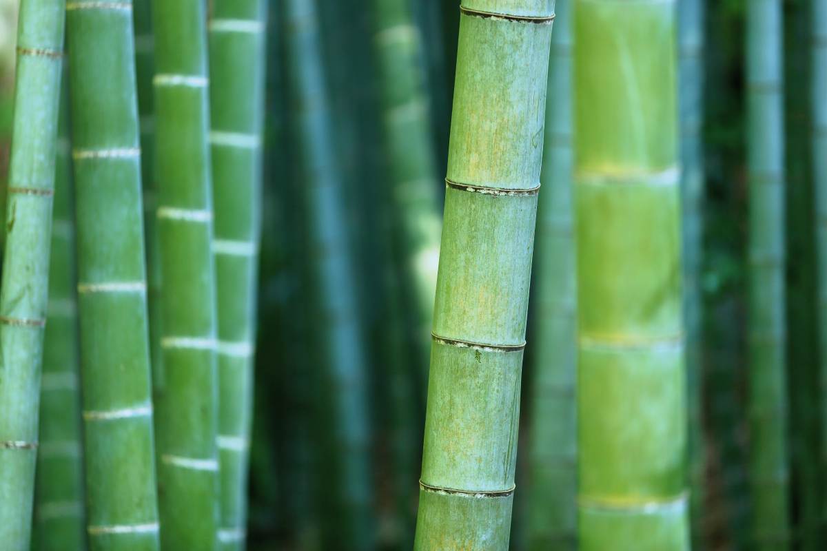 bamboo forest | Reasons Bamboo Fabric Robe Is Better Than Cotton | bamboo fabric benefits